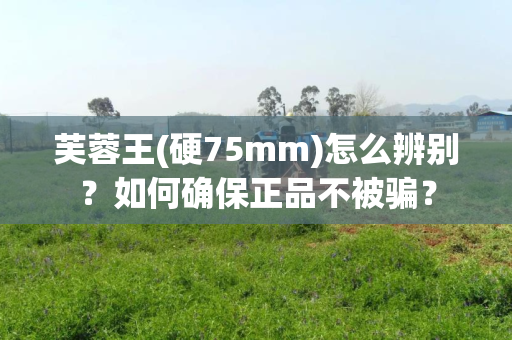 芙蓉王(硬75mm)怎么辨别？如何确保正品不被骗？